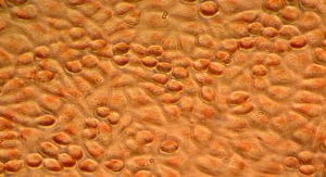 Cell-Picture_1
